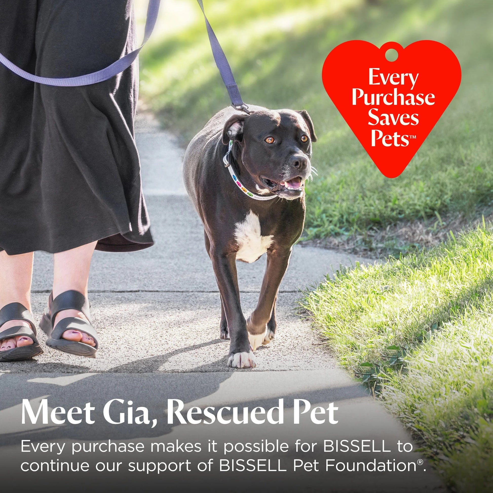 Powerlifter Allergen Lift-Off, Bagless, Upright Vacuum, Pet Friendly, HEPA, Powerful Suction, Lift-Off Detachable Pod, Tangle Free Brush Roll, 4082W, Black & Purple